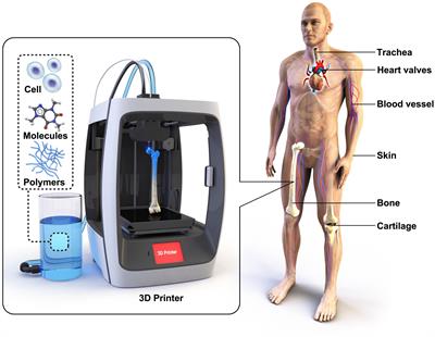 Toward Biomimetic Scaffolds for Tissue Engineering: 3D Printing Techniques in Regenerative Medicine